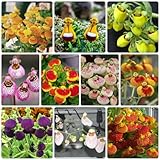 100 Pcs Pantoffelblumen Samen, Winterharte Pflanzen Für Garten, Wildblumenmischung (Calceolaria Herbeohybrida) Blumensamen Balkon, Exotische Samen Garten Geschenk, Blumensamen Mischung