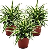 Grünlilie, (Chlorophytum comosum), luftreinigende Zimmer und Büropflanze, (3 Pflanzen je im 12cm Topf, Sorte: Ocean)