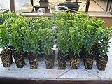 Sonderangebot 20 Buchsbaum sempervirens = zwei 10er Tray Buxus 6-15 cm