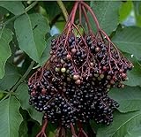 Holunder Haschberg, Sambucus nigra, großfrüchtige Holundersorte, 60-80cm, im Topf