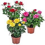 3x Topfrosenmischung – Rosa – Terrassen- & Zimmerpflanze – Pflegeleicht – ⌀12cm – 20-30cm