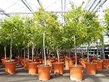 gruenwaren jakubik XL Punica Granatum 160-180 cm Granatapfelbaum Obstbaum Obst