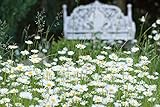 Magerwiesen-Margerite 1000 Samen (Leucanthemum vulgare) Oy eye daisy, Wildblume