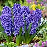 Plant in a Box - Hyacinthus Blue Trophy - 15x Winterharte Blumenzwiebeln Hyazinthen - Frühblühende Zwiebeln für den Garten