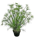BALDUR-Garten Zypern-Gras 'Cleopatra®', 1 Pflanze, Cyperus papyrus, mehrjährig - frostfrei halten, pflegeleicht, trockenheitsverträglich, hitzebeständig, immergrün, edle Ergänzung zu Sommerblumen