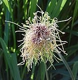 Weinberg Lauch Hair - Allium vineale - Gartenpflanze