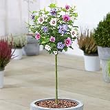 Hibiskus Tricolour Baum | Sommergrüne Zierbäume im Topf für kleine Gärten (3L, 2-3 Fuß)