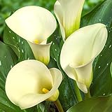 White Passion (Weiß) Zantedeschia Calla Lilien Zwiebeln, 5 echte und große Knollen, die mehr als 5 Blüten tragen, Ideale Gartenpflanze, Blumenzwiebeln aus Holland (kein Samen und nicht künstlich)