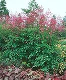 Thalictrum rochebrunianum P 0,5 - Wiesenraute, Lila Blütenstaub, Schattenliebend, Winterhart, Gartenpflanze