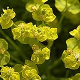 Zypressen Wolfsmilch - Euphorbia cyparissias - Gartenpflanze