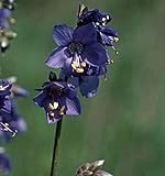 Blaue Himmelsleiter - Polemonium caeruleum - Gartenpflanze