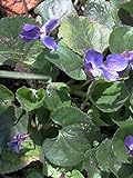 Duftveilchen (Viola odorata) 50 Samen Märzveilchen Wohlriechendes Veilchen