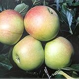 Apfelbaum James Grieve saftig süßer Sommerapfel Kultursorte Busch ca. 110-140 cm 9,5 L Topf MM 111