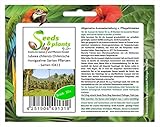 Stk - 10x Jubaea chilensis Chilenische Honigpalme Garten Pflanzen - Samen ID411 - Seeds & Plants Shop by Ipsa