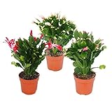 Exotenherz - Weihnachtskaktus - Schlumbergera - Set mit 3 Pflanzen