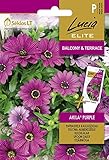 Lucia Elite | KAPKÖRBCHEN AKILA® PURPLE samen | Blumensamen | Pflanze samen | Gardensamen | 1 Pack