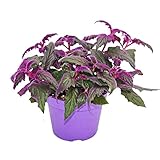 Exotenherz - Gynura Purple Passion - Samtblatt - Samtnessel - lilafarbene Pflanze 12cm