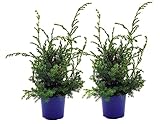 Grill - Wacholder, (Juniperus communis 'Meyer'), bekannter Wacholderstrauch, Pflanzen aus nachhaltigem Anbau (2 Pflanzen je im 13cm Topf)