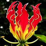 kiskick Flamme Lilie Samen Blume,10Pcs Pflanze Home Garten Büro Dach Bonsai Balkon Dekor Samen der Flammenlilie