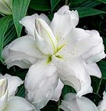 Lotus Lilien Weiß Doppelt (10 duftende zwiebeln), Mehrjährig und Winterhart Blumenzwiebeln Lilien, Mischung aus Holland für Garten und Balkon (große knollen, kein Samen)