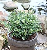 Löffel Ilex Dark Green 30-40cm - Ilex crenata - Gartenpflanze
