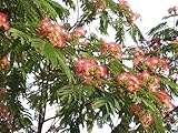 Mimosenbaum/Seidenbaum (Albizia julibrissin) 10 Samen -Selten-