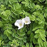 Weiße Hagebutte Syltrose Apfelrose Rosa rugosa Alba Dünenrose pflegeleicht undurchdringlich Heckenpflanze Insektennährgehölz Vogelnährgehölz (Im 3 Liter Topf 30-40cm)