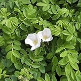 Weiße Hagebutte Syltrose Apfelrose Rosa rugosa Alba Dünenrose pflegeleicht undurchdringlich Heckenpflanze Insektennährgehölz Vogelnährgehölz (Im 3 Liter Topf 40-60cm)