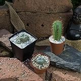 Lophophora williamsii, Lophophora caespitosa, Trichocereus peruvianus - Sonderauswahl