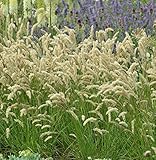 Wimper Perlgras - Melica ciliata - Gartenpflanze