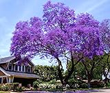 11.11 Großer Verkauf! 50 / bag schnell wachsenden lila Paulownia Samen seltener Baumsamen für zu Hause pflanzen Dekoration