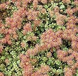 Stachelnüßchen - Acaena microphylla - Gartenpflanze