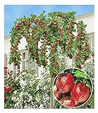 BALDUR Garten Stachelbeer-Stämmchen 'Captivator', 1 Stamm Ribes uva crispa Beerenobst, winterhart, mehrjährig, pflegeleicht, reiche Ernte an essbaren Früchten