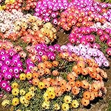 Garten-Mittagsblume - Dorotheanthus bellidiformis - 1000 Samen