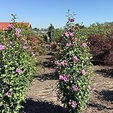 Hibiskus Garteneibisch - Hibiscus syriacus - winterhart und mehrjährig - 1 Zierstrauch von Garten Schlüter - Pflanzen in Top-Qualität (40-60 cm, Purple Pillar)