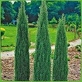 Säulen-Wacholder Sentinel -Juniperus communis Sentinel- Wacholder-Strauch pflegeleicht Säulenform winterhart Pflanze von Garten Schlüter - Pflanzen in Top Qualität