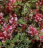 Falscher Indigostrauch 40-60cm - Indigofera heterantha - Gartenpflanze