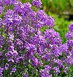 Nachtviole - Hesperis matronalis - Gartenpflanze