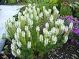 1 x Salvia nemorosa 'Sensation White®' (Ziergras/Gräser/Stauden/Winterhart) Steppen-Salbei