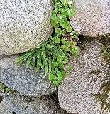 Braunstieliger Streifenfarn - Asplenium trichomanes - Gartenpflanze