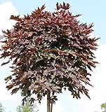 Hochstamm Säulen Blut Ahorn 80-100cm - Acer platanoides - Gartenpflanze