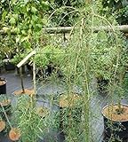 Caragana arborescens - Gemeiner Erbsenstrauch - Hängender Erbsenstrauch 60-100