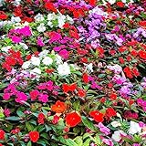 100 Stücke Impatiens Samen - Impatiens balsamina - flower seeds, winterfeste pflanzen für balkon Violett Springkraut samen, balkonblumen, bodendecker hochbeet samen, schmetterlingsgarten