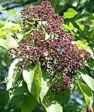 Seedeo® Bienenbaum (Euodia hupehensis) 30 Samen