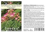 Seedeo® Seidenakazie/Schlafbaum (Albizzia julibrissin) 50 Samen