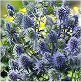 1 x Eryngium planum 'Blue Hobbit' (Stauden/Staude/Mehrjährig/Winterhart) Blaue Edeldistel/Mannstreu - sehr Insekten- und Bienenfreundlich - tolle stahlblaue Färbung - von Stauden Gänge