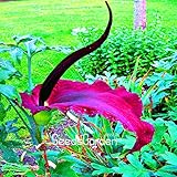 Pinkdose Verlust Promotion! 100 Teile/beutel Riesige Lilie Voodoo Lilie Pflanzen vergossen Bonsai Garten Hof