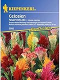 Celosia Feuerwerk Mix