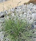 Moskitogras - Bouteloua gracilis - Gartenpflanze