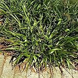 Waldmarbel Auslese - Luzula sylvatica - Gartenpflanze